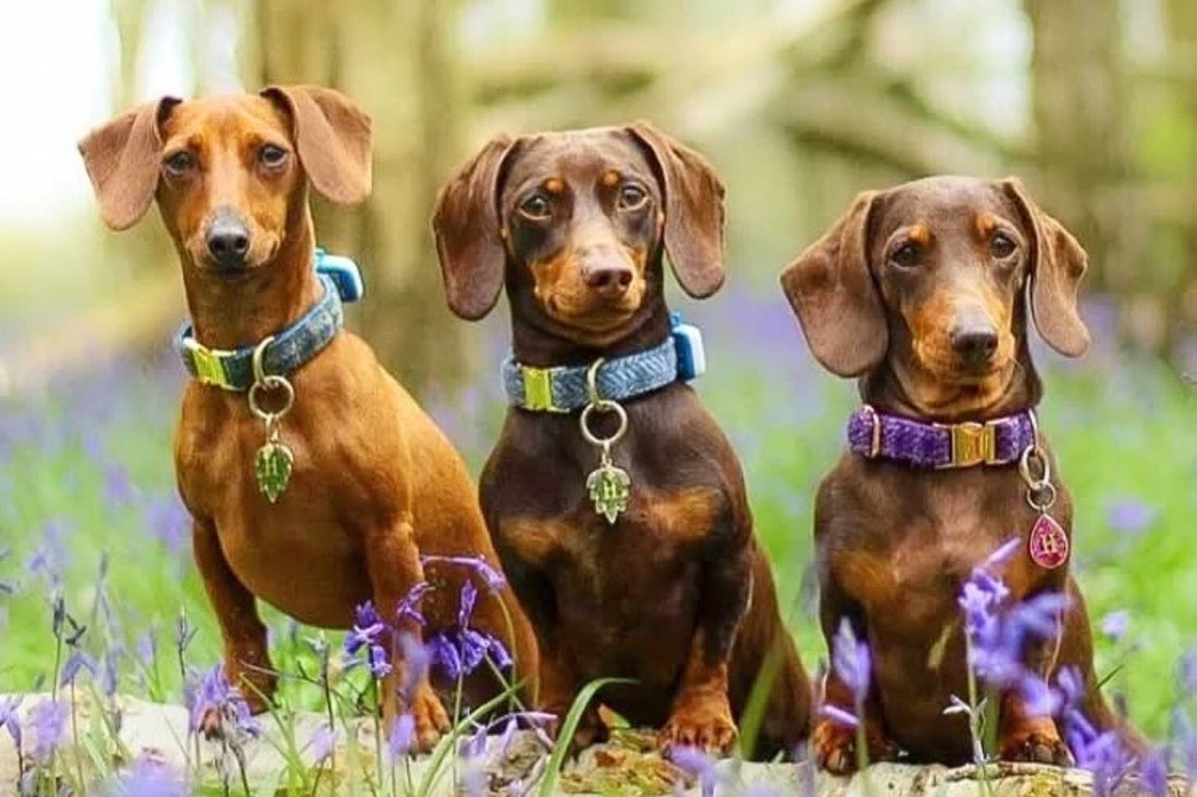 UK dog collars handmade by Collared Creatures