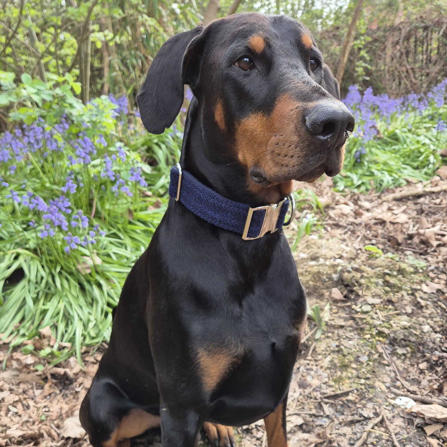 38mm Wide Harris Tweed Dog Collars for larger dogs - Collared Creatures