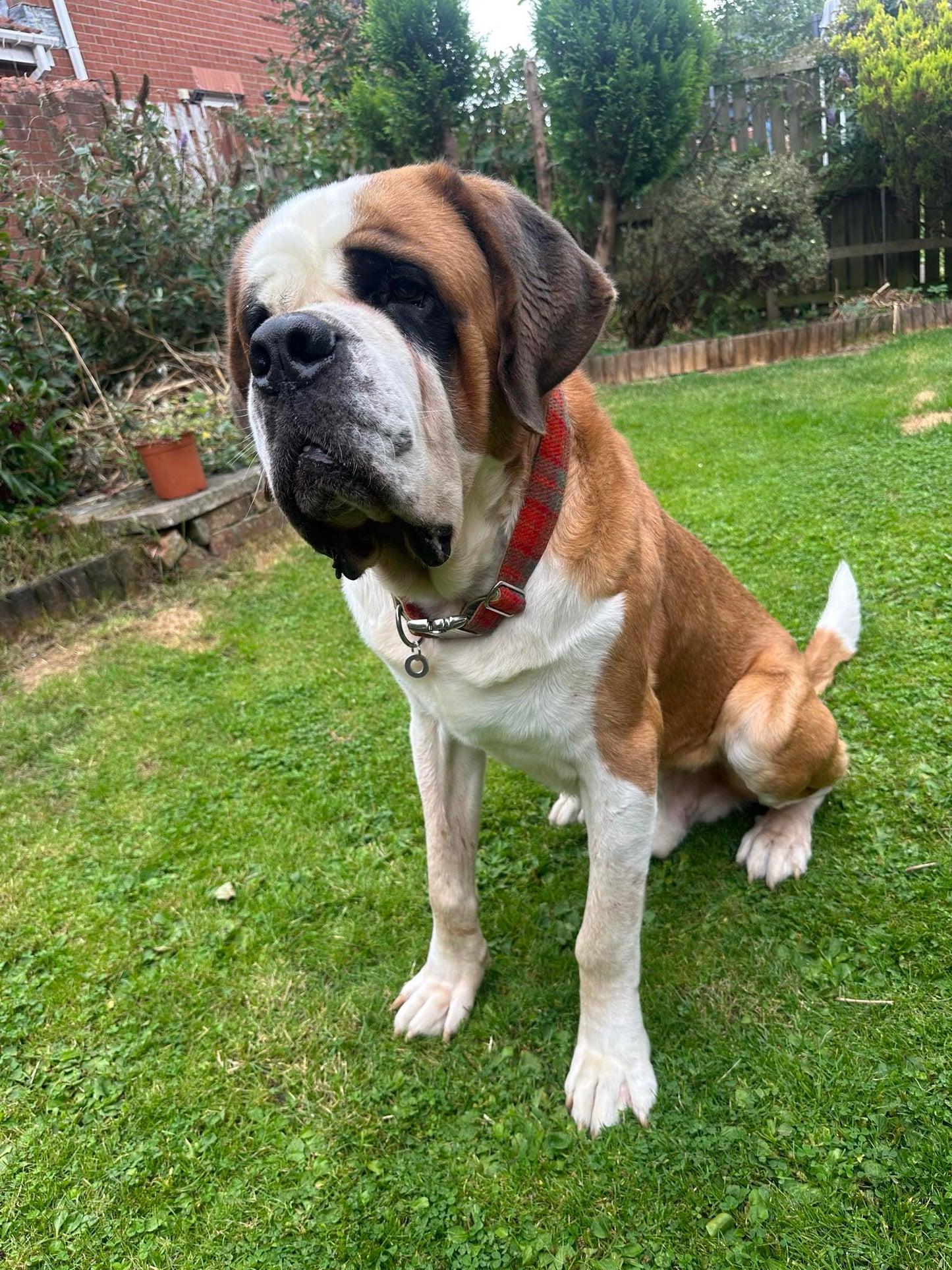 Extra Wide 38mm - Orange & Olive Check Harris Tweed Dog Collar