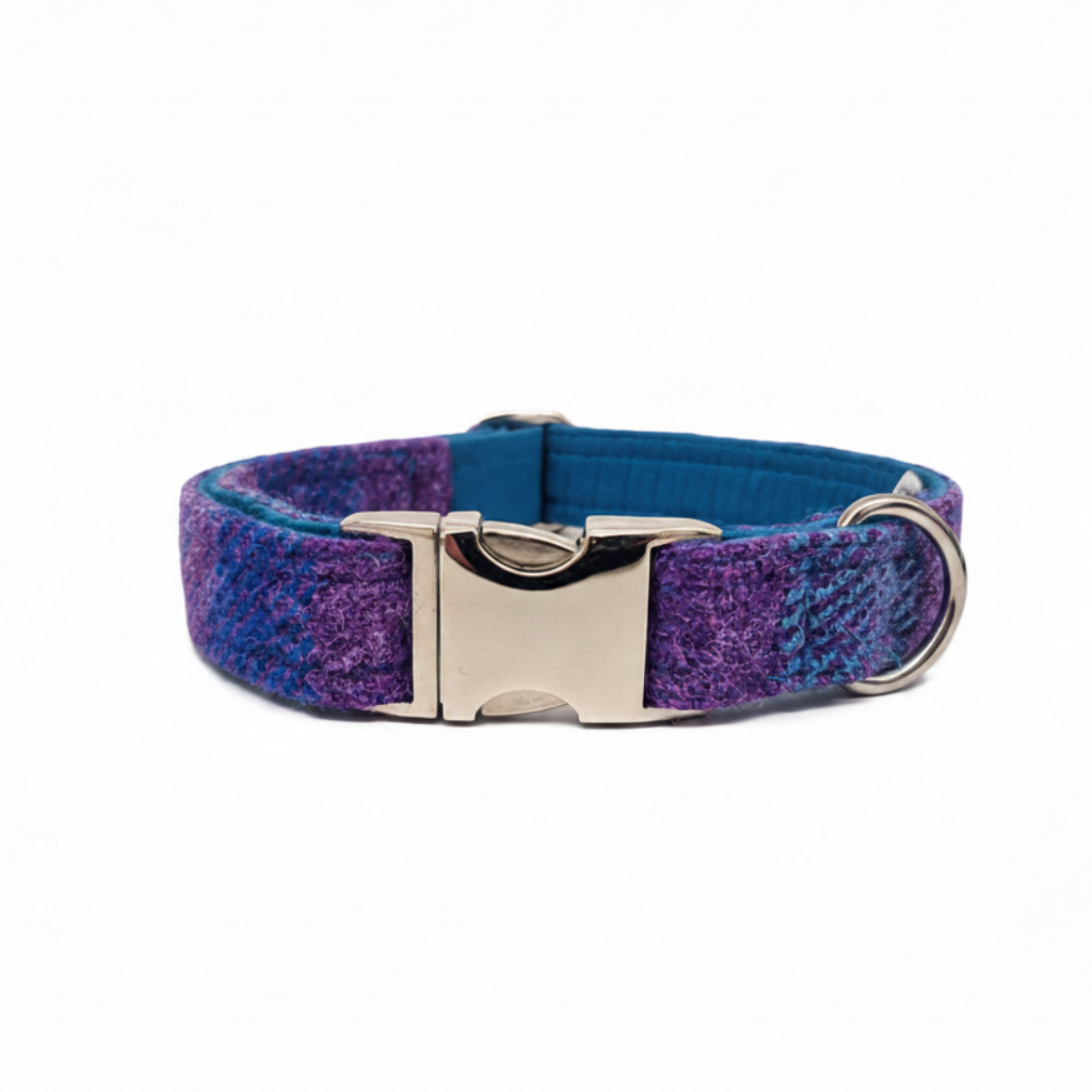 Purple and blue dog collar with a silver buckle on a white background