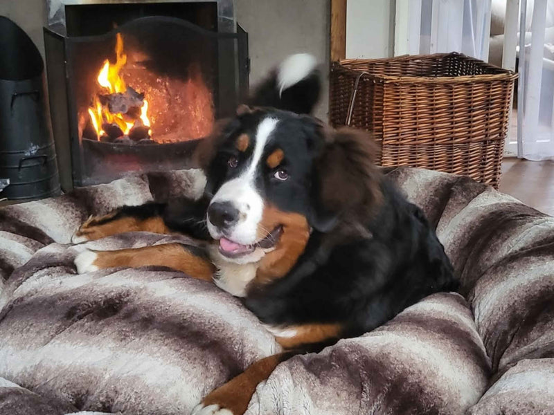 Why Donut Beds Help Your Dog Sleep Better