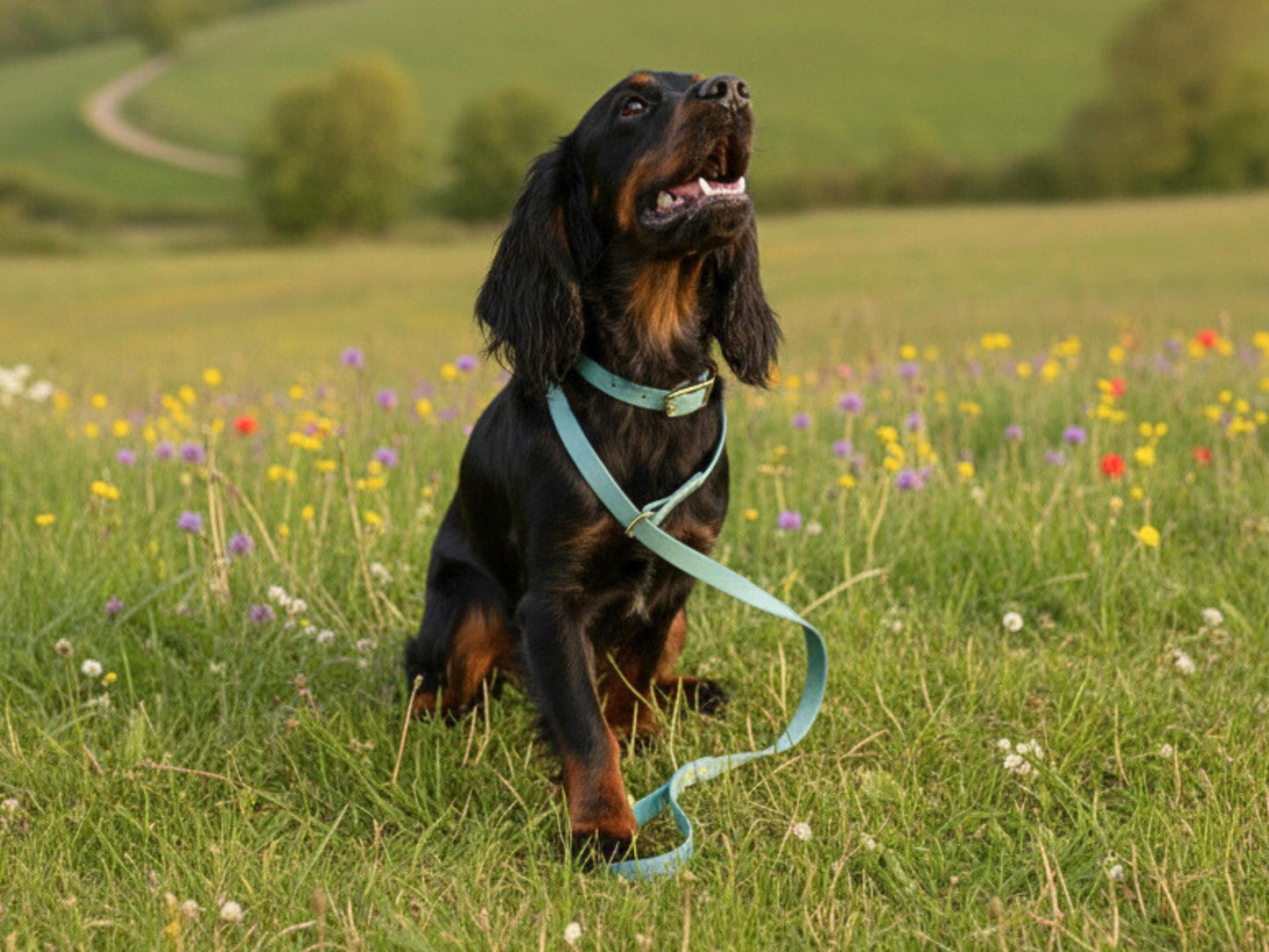 Dog on a blue biothane leash in a field of flowers with a blurred background
