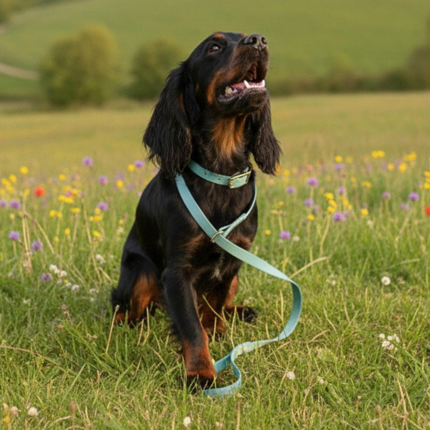 Dog on a blue biothane leash in a field of flowers with a blurred background
