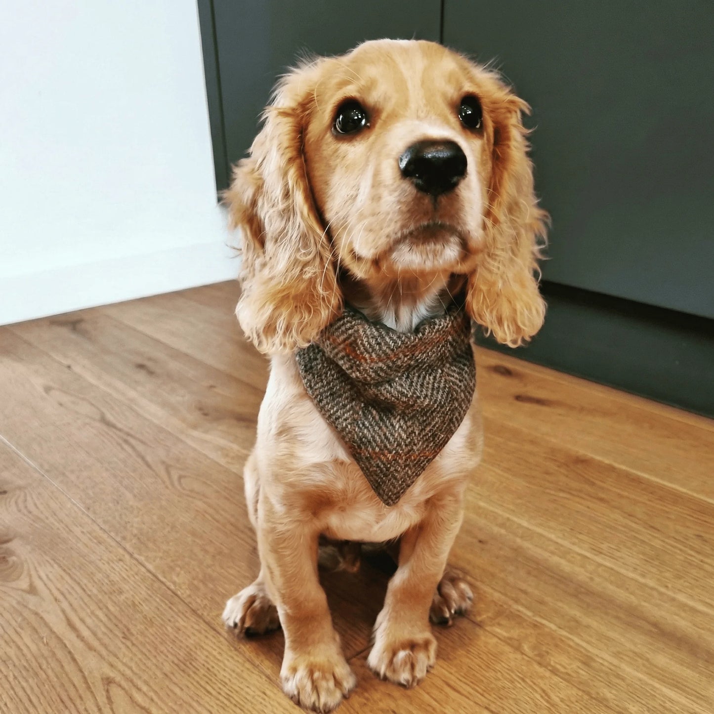 Dog wearing a patterned bandana sitting on a wooden floor.