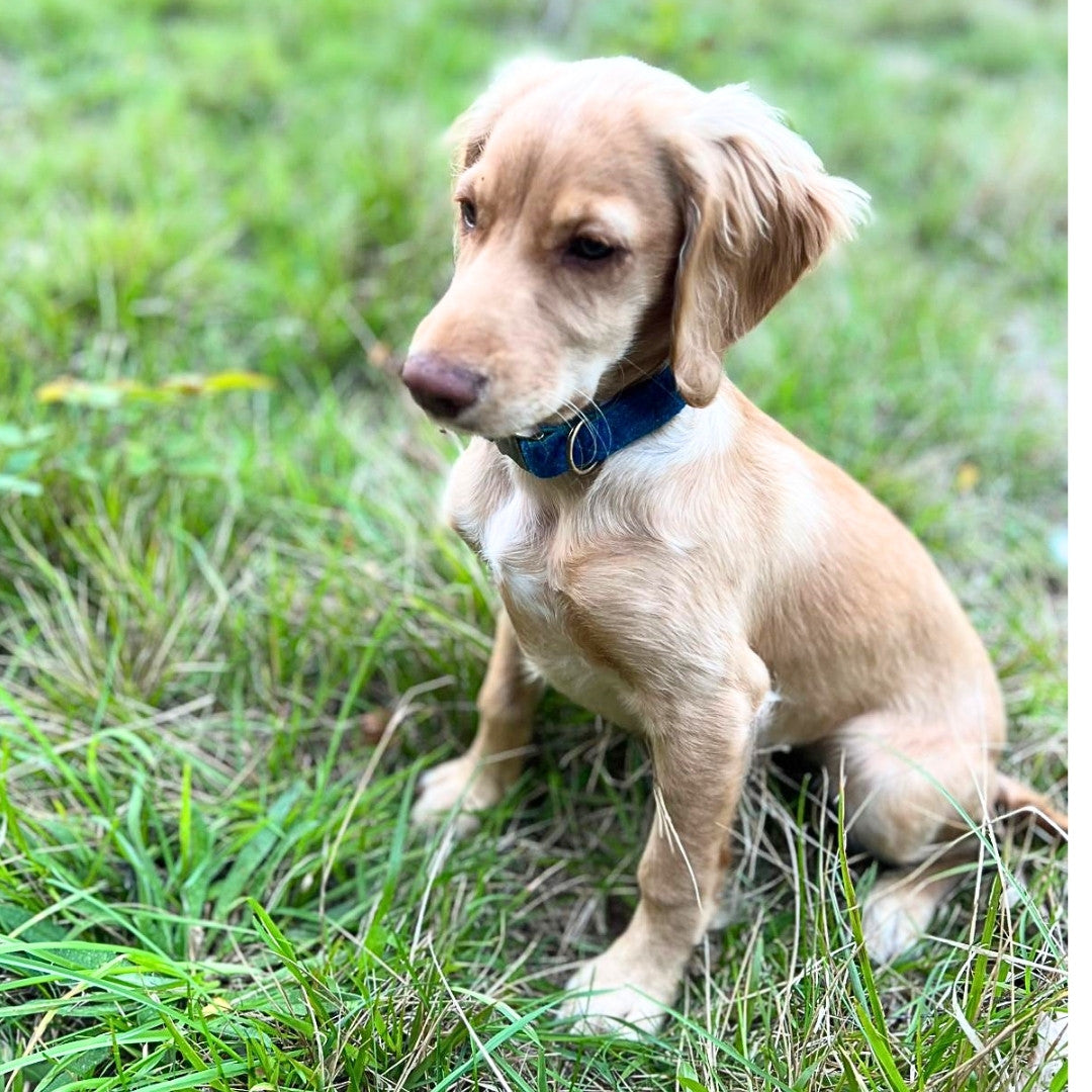 puppy wearing a blue harris tweed collar sitting on grass