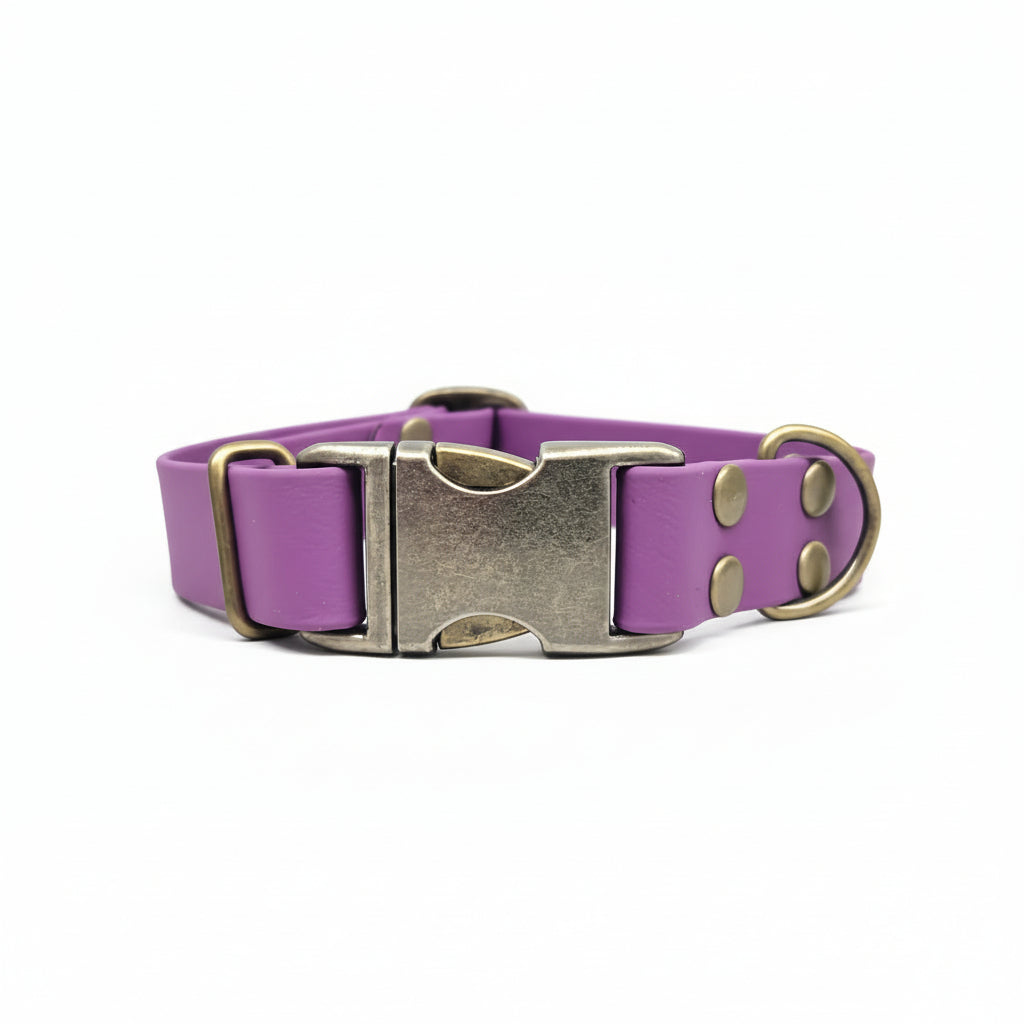 Purple waterproof dog collar with a brass buckle on a white background