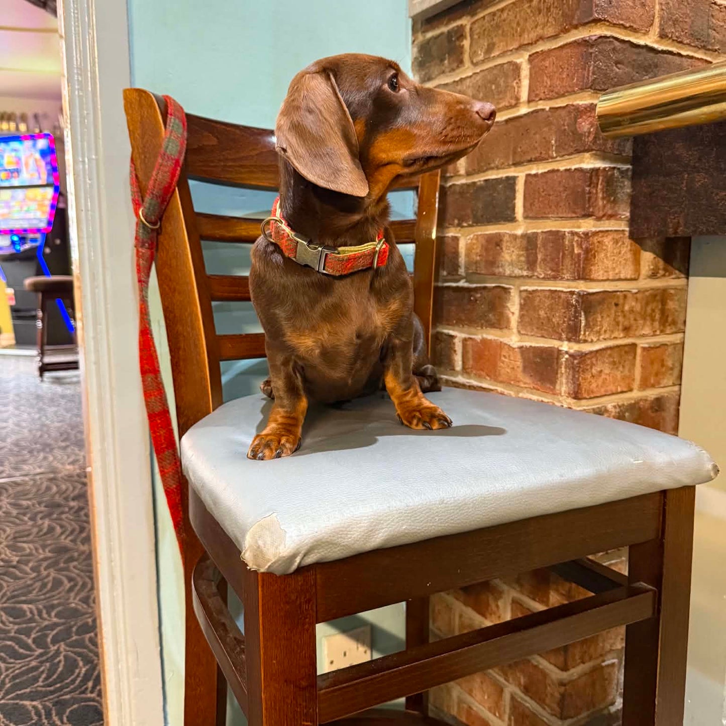 Dog wearing a orange and green harris tweed collar on a pub chair