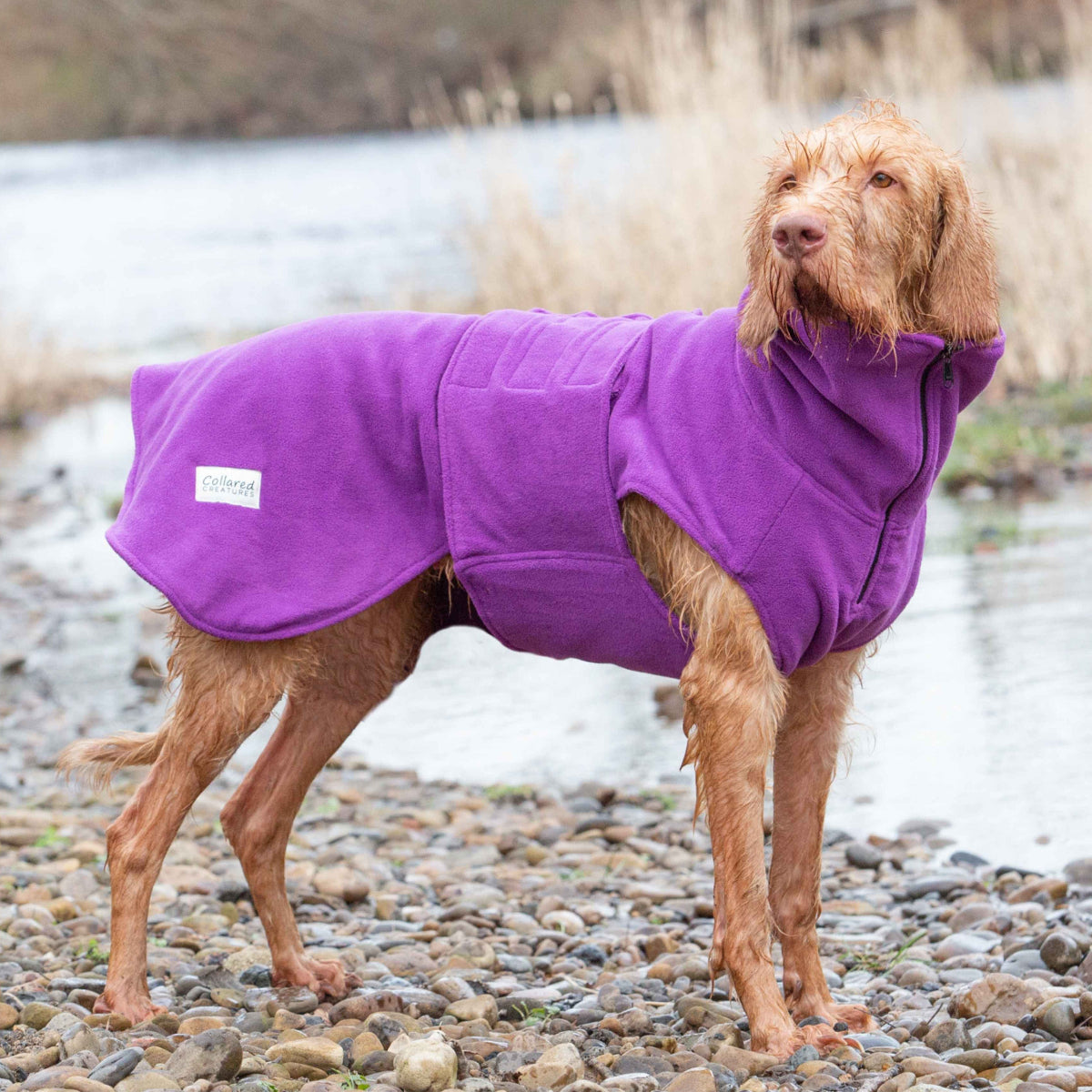 Purple Best Waterproof Dog Walking Coat Uk Drywalks Waterproof