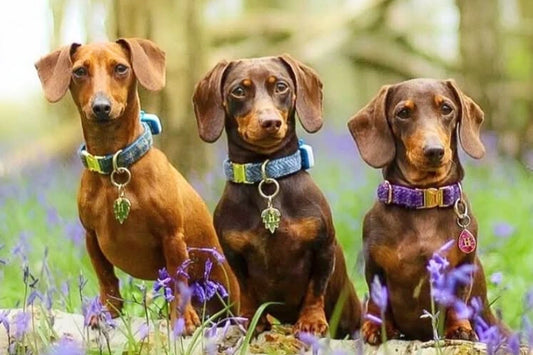 UK dog collars handmade by Collared Creatures