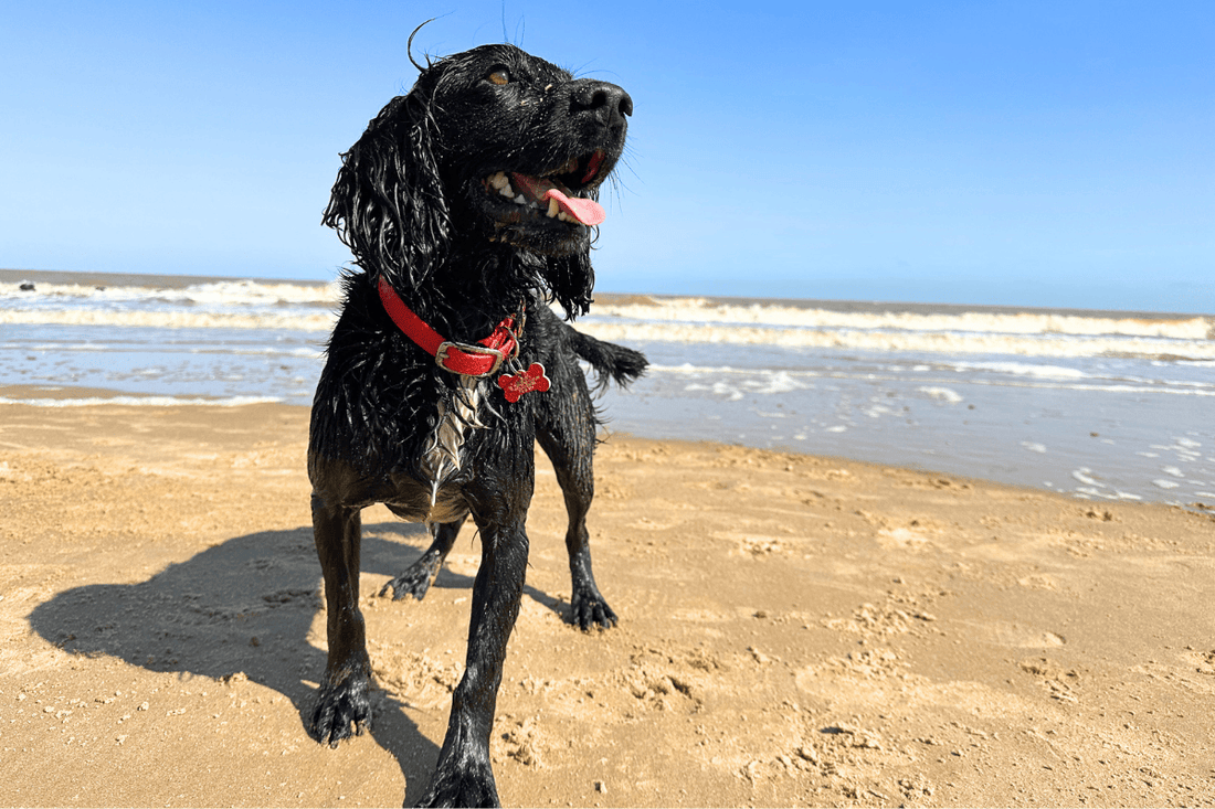 Wet black Cocker Spaniel on a beach wearing a red waterproof Biothane buckle dog collar