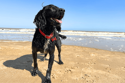 Wet black Cocker Spaniel on a beach wearing a red waterproof Biothane buckle dog collar