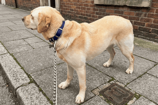 UK Dog Collar Laws: Does My Dog Need a Tag if They Are Microchipped?