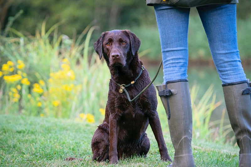 Best Dog Leads UK: A Complete Guide for Every Breed