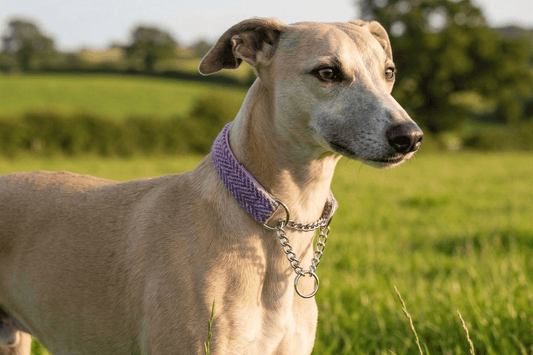 What is a Martingale Collar and Does My Dog Need One?