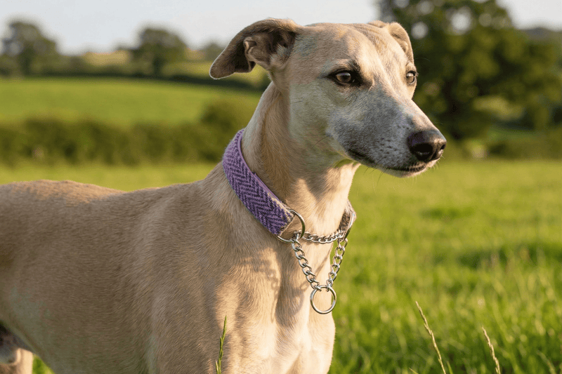 What is a Martingale Collar and Does My Dog Need One?