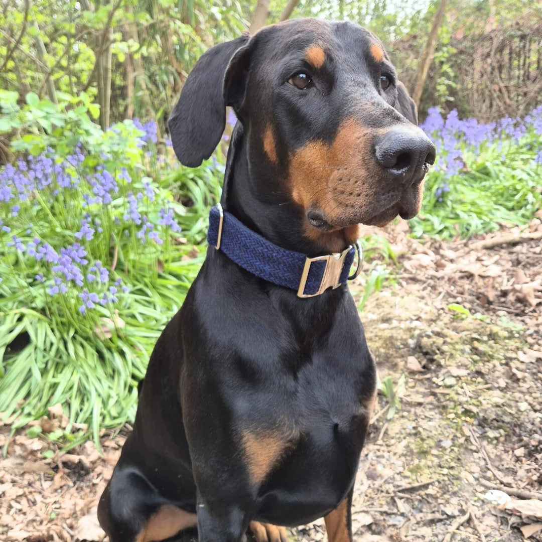 large dog wearing extra wide harris teed dog collar