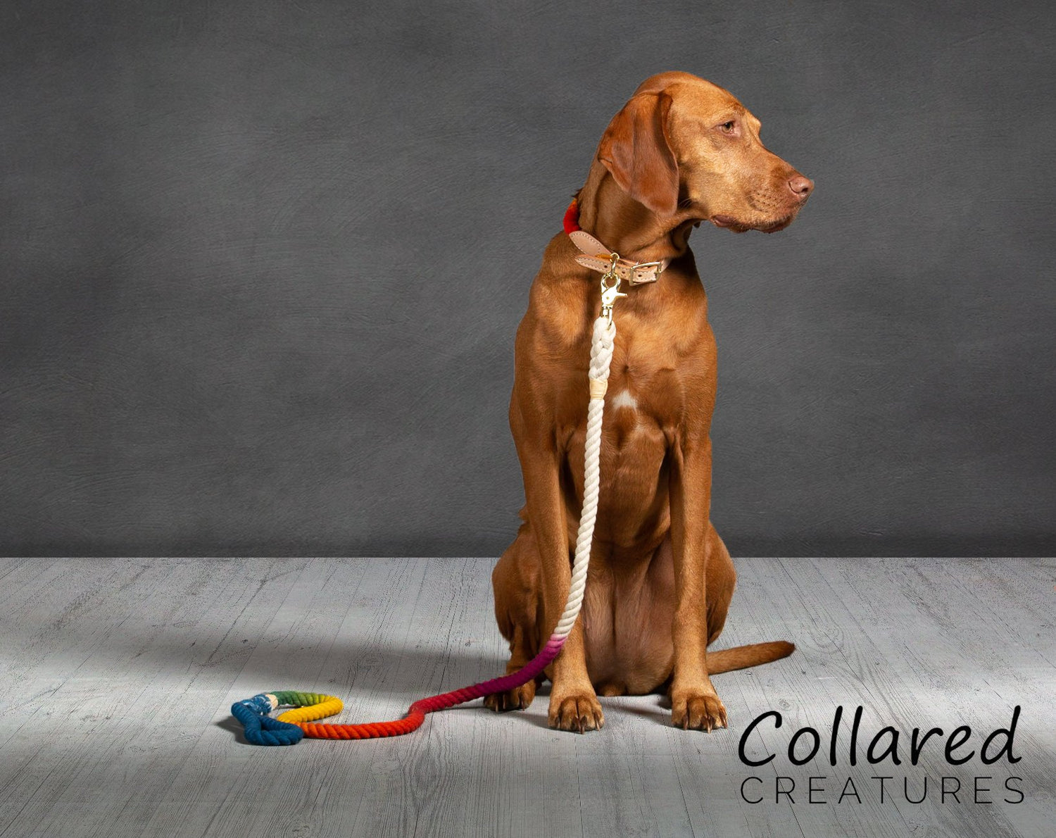 Ombre Dip Dyed Dog Leads | Collared Creatures