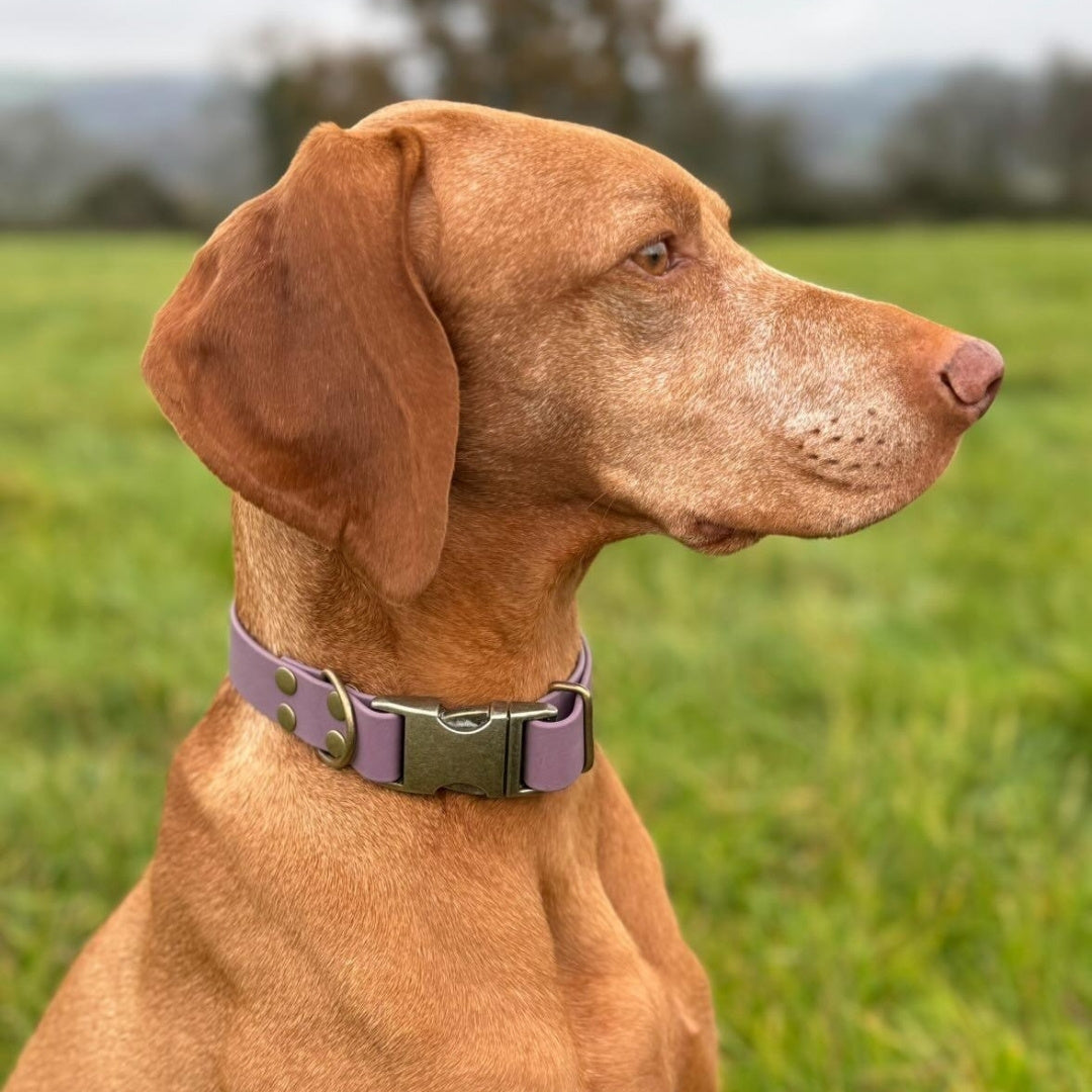 dog sitting in a field wearing quick release biothane clasp collar
