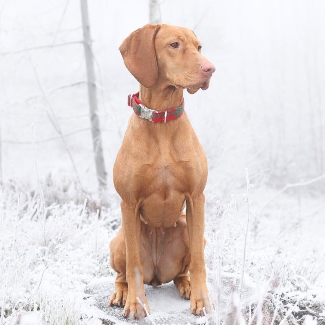 dog wearing luxury harris tweed clasp collar