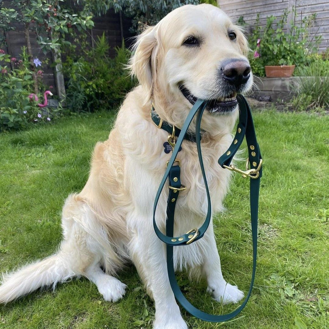 golden retriever wearing biothane waterproof clip lead