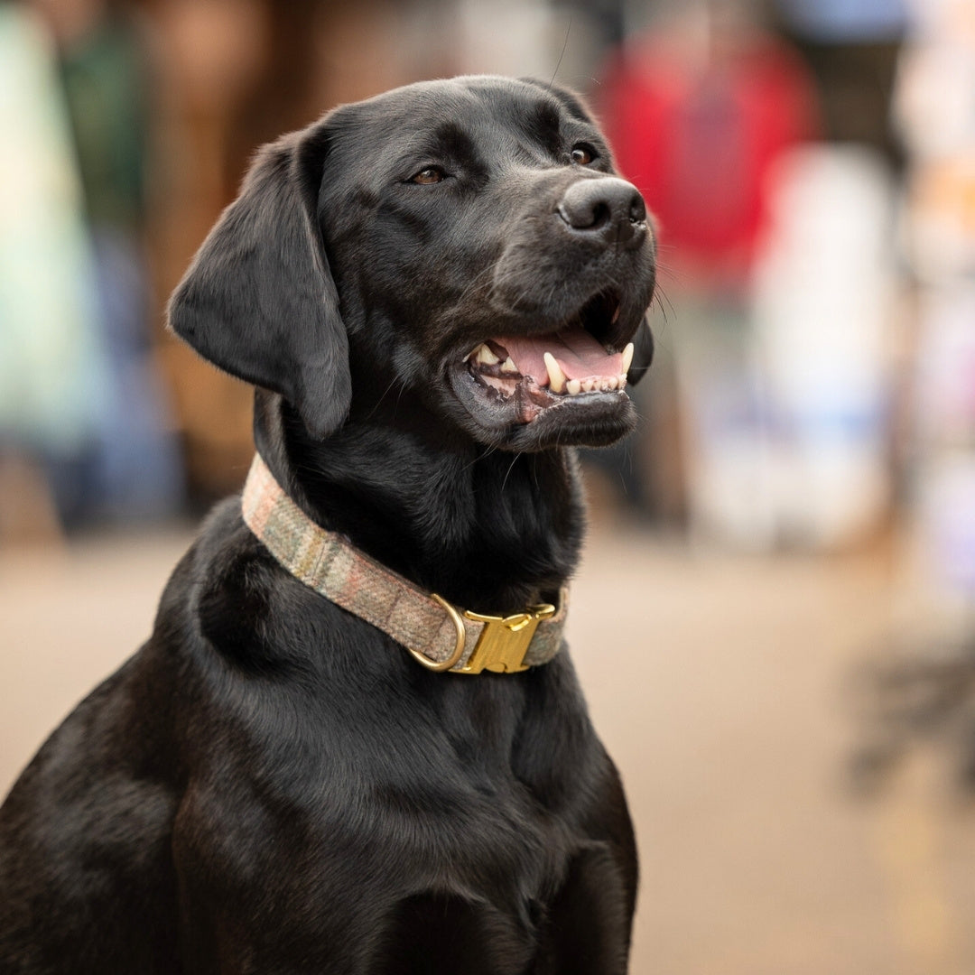 labrador wearing abraham moon quick release dog collar