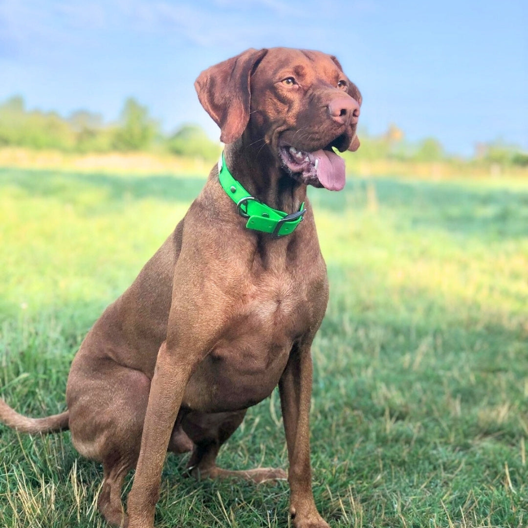 dog sitting in field wearing biothane buckle collar
