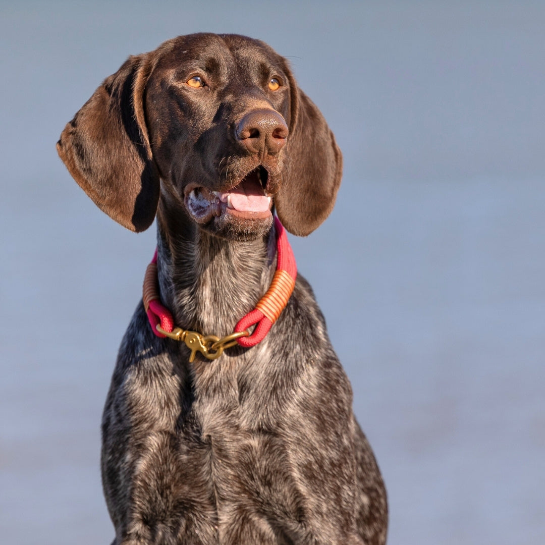Rope Dog Collars | Handmade Rope Collars & Matching Leads UK – Collared ...