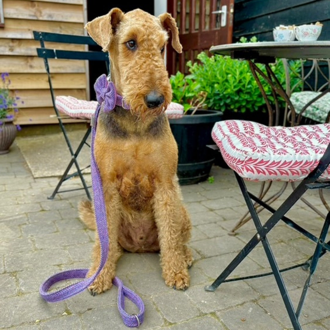 dog wearing luxury harris tweed lead