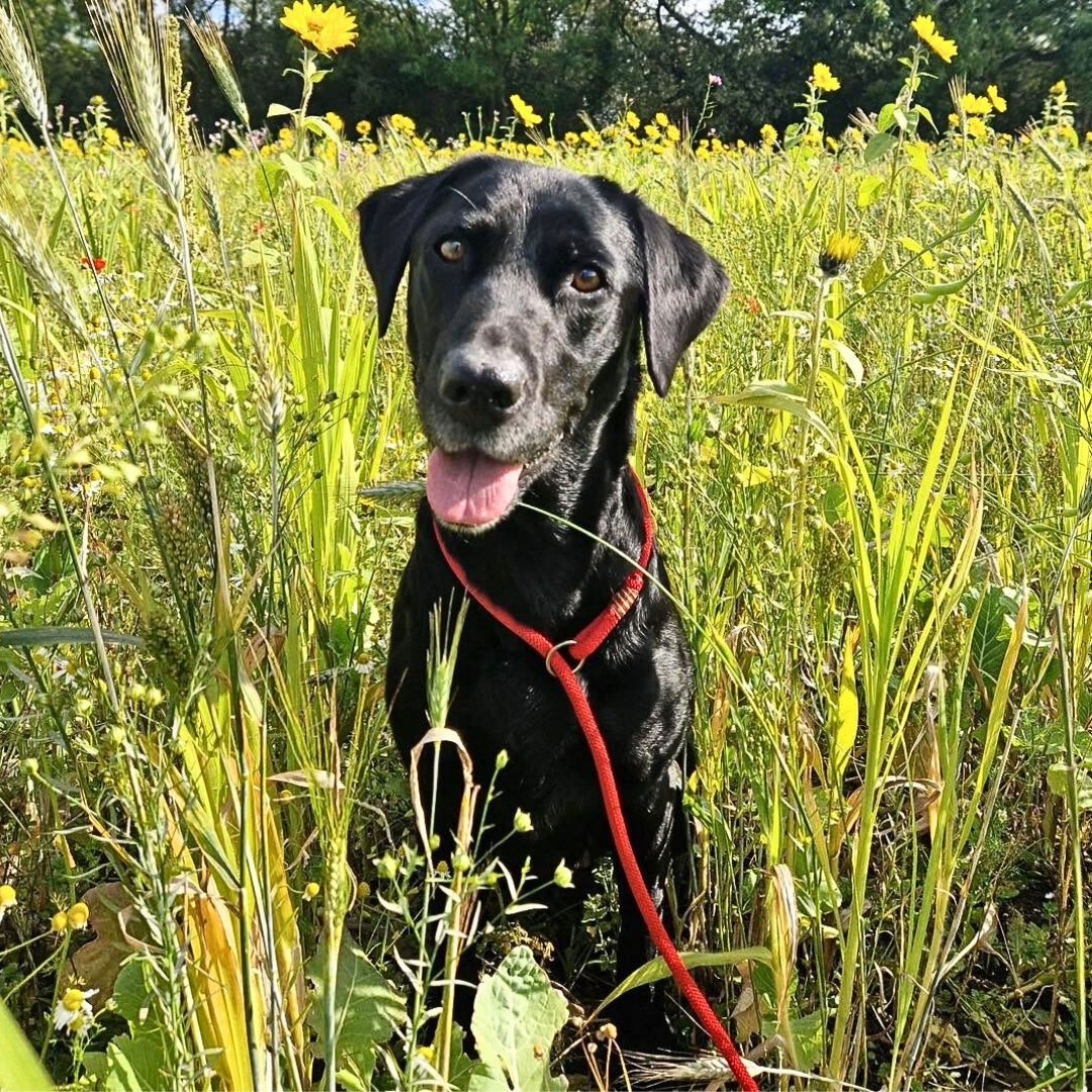 black dog in a field wearing a ppm rope slip lead 