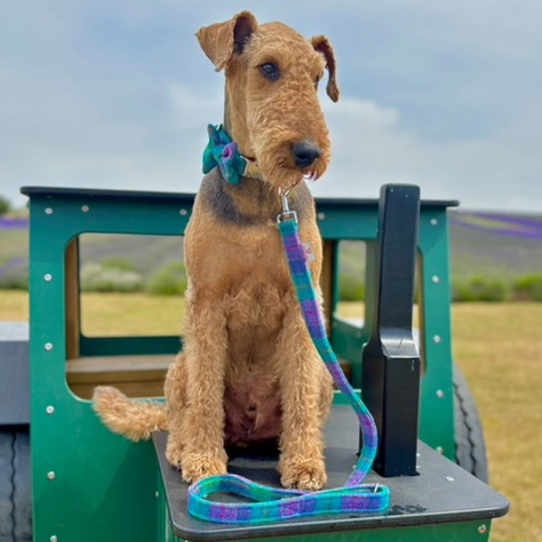 dog wearing uk handmade tweed dog lead