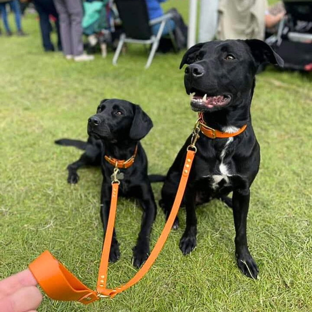 pair of black dogs wearing biothane waterproof split leads