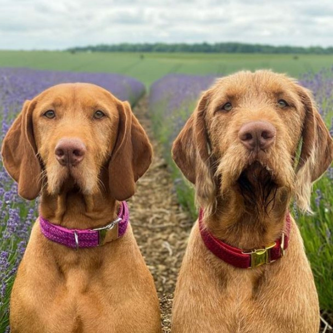 dog dogs sitting in a lavender field each wearing a luxury tweed dog collar