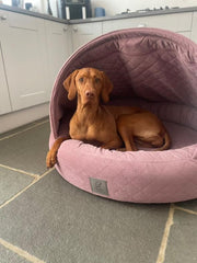 Dog sitting in a hooded pink velour pet bed on a tiled floor