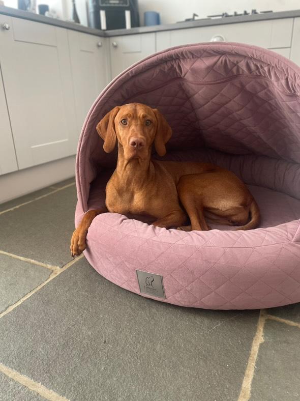 Dog sitting in a hooded pink velour pet bed on a tiled floor