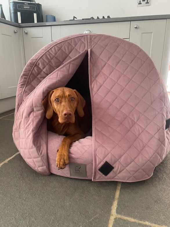 Dog peeking out from a pink cocoon pet bed in a kitchen