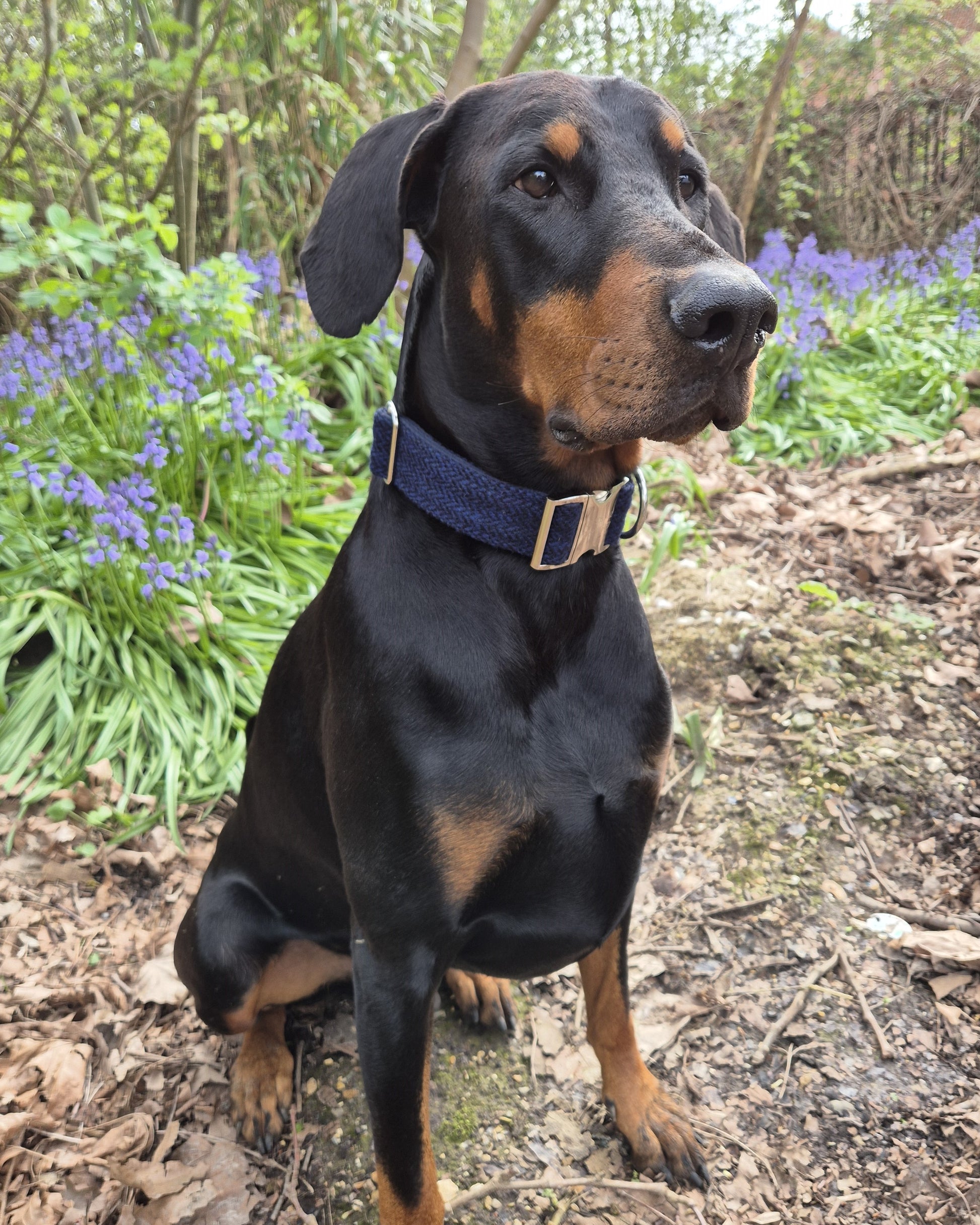 38mm Wide  Harris Tweed  Dog Collars for larger dogs - Collared Creatures
