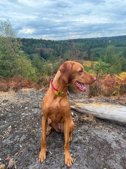 A brown dog sitting outdoors on a dirt path wearing a red and yellow collar, with a forested hillside and cloudy sky in the background.