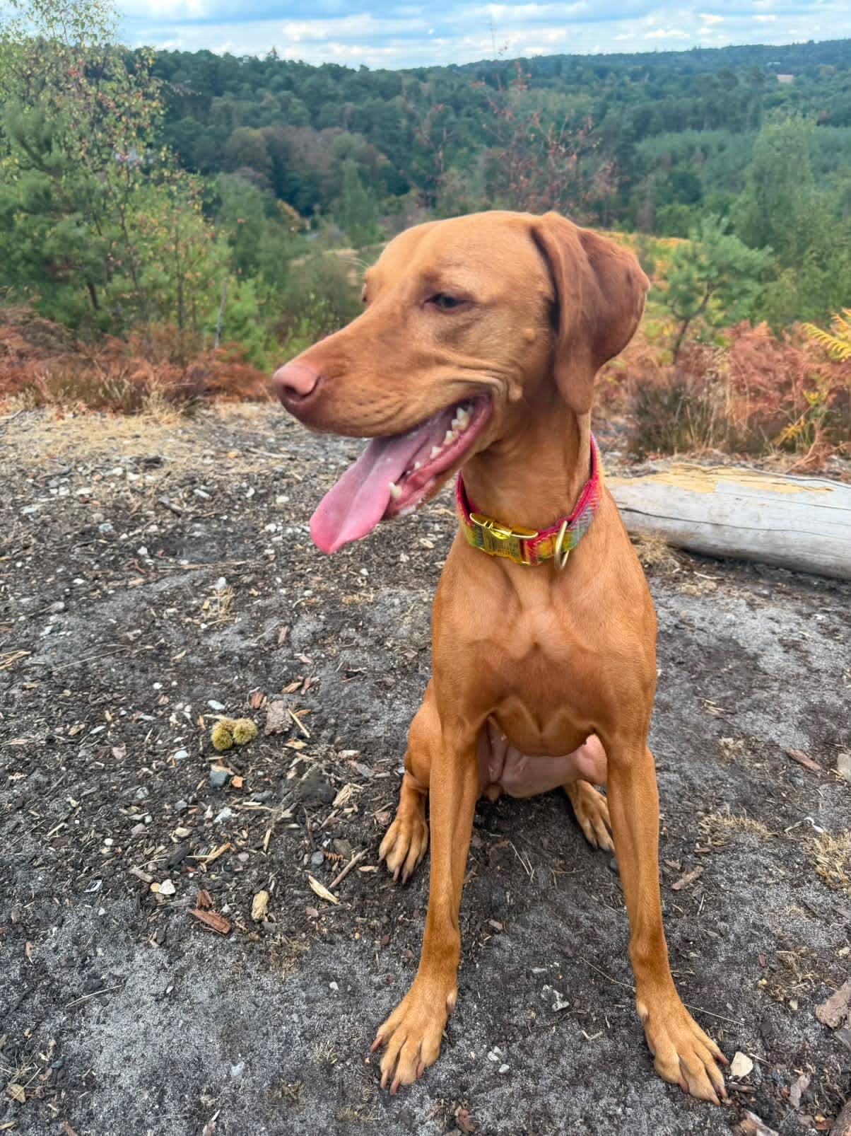 A reddish-brown dog sitting outdoors on a dirt path, wearing a colorful patterned collar, with a forested hillside in the background.
