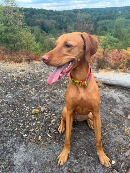 A reddish-brown dog sitting outdoors on a dirt path, wearing a colorful patterned collar, with a forested hillside in the background.