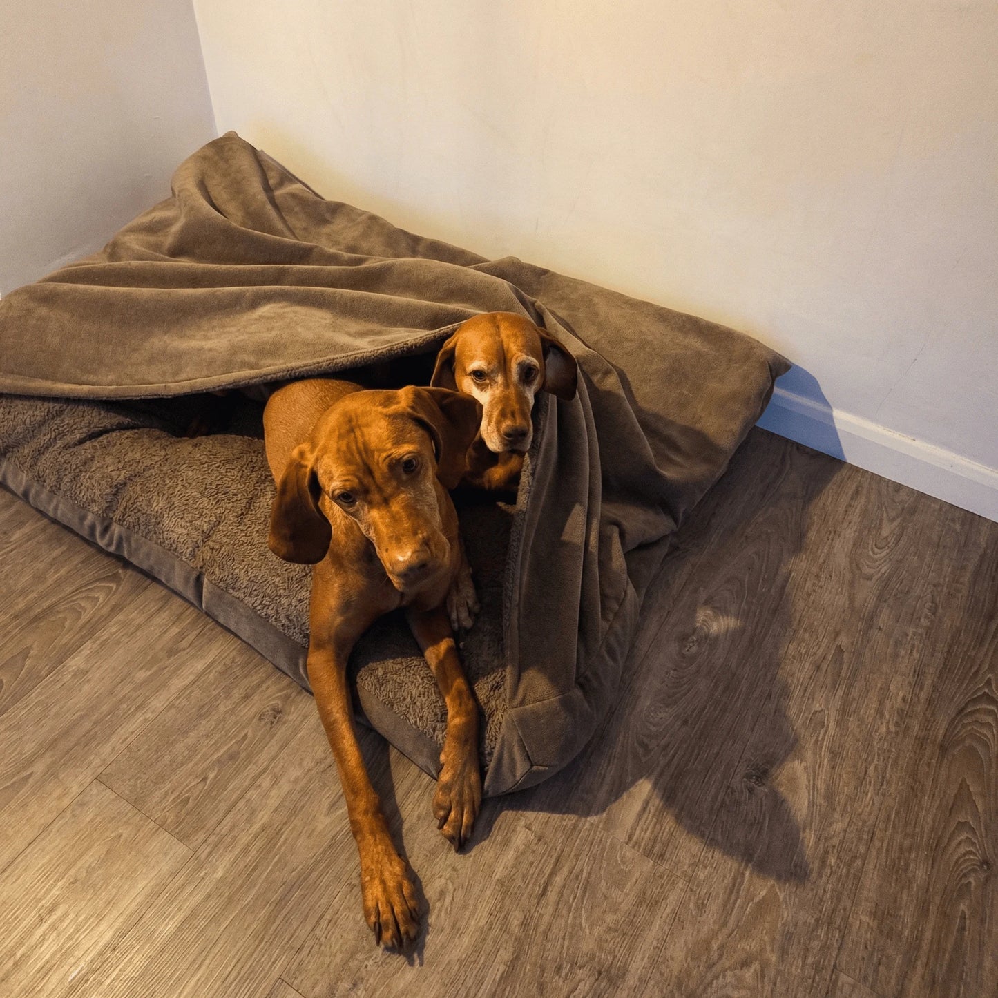 Moss Green Dog Snuggle Bed | Hooded & Machine Washable – Collared Creatures