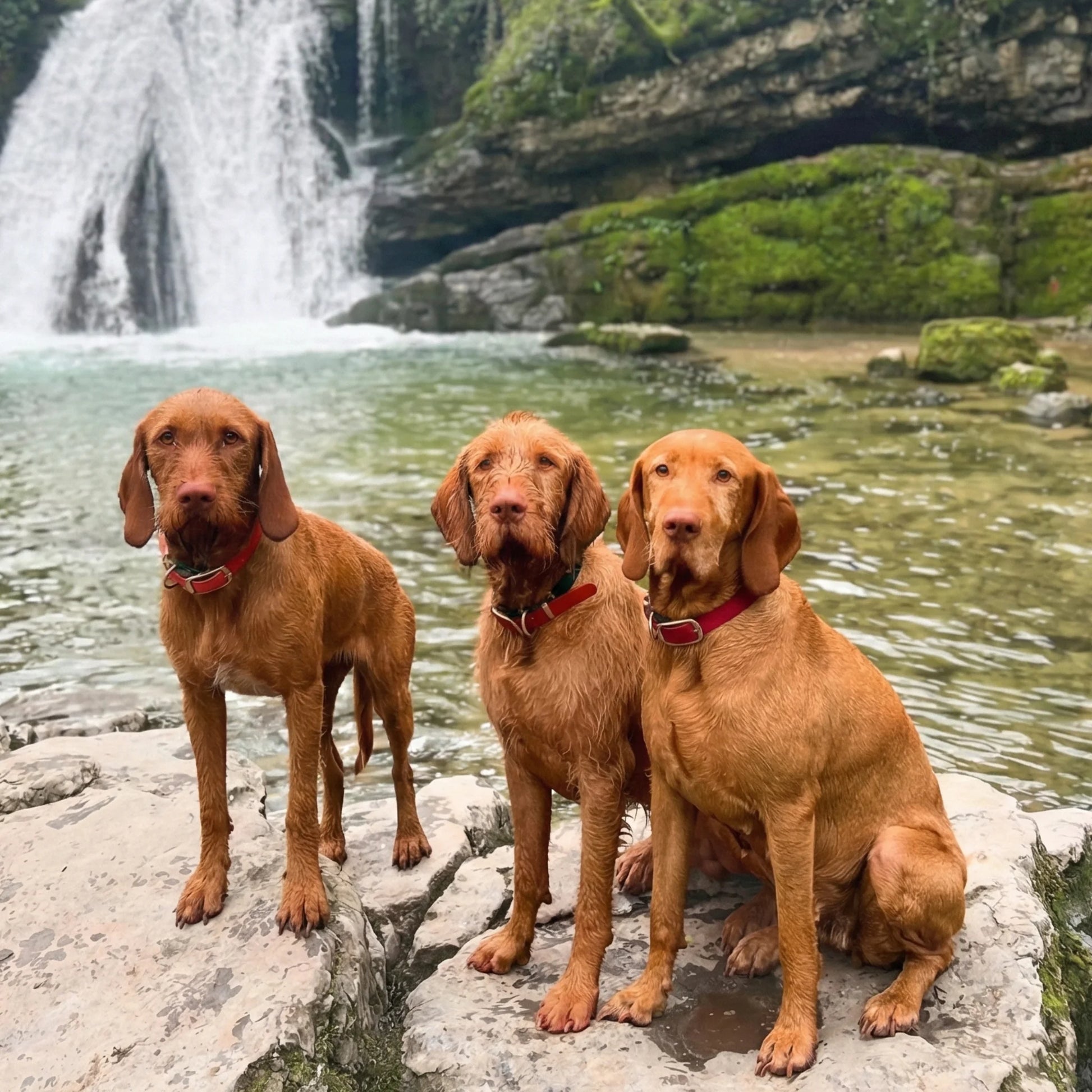 Three dogs sitting on rocks by a waterfall