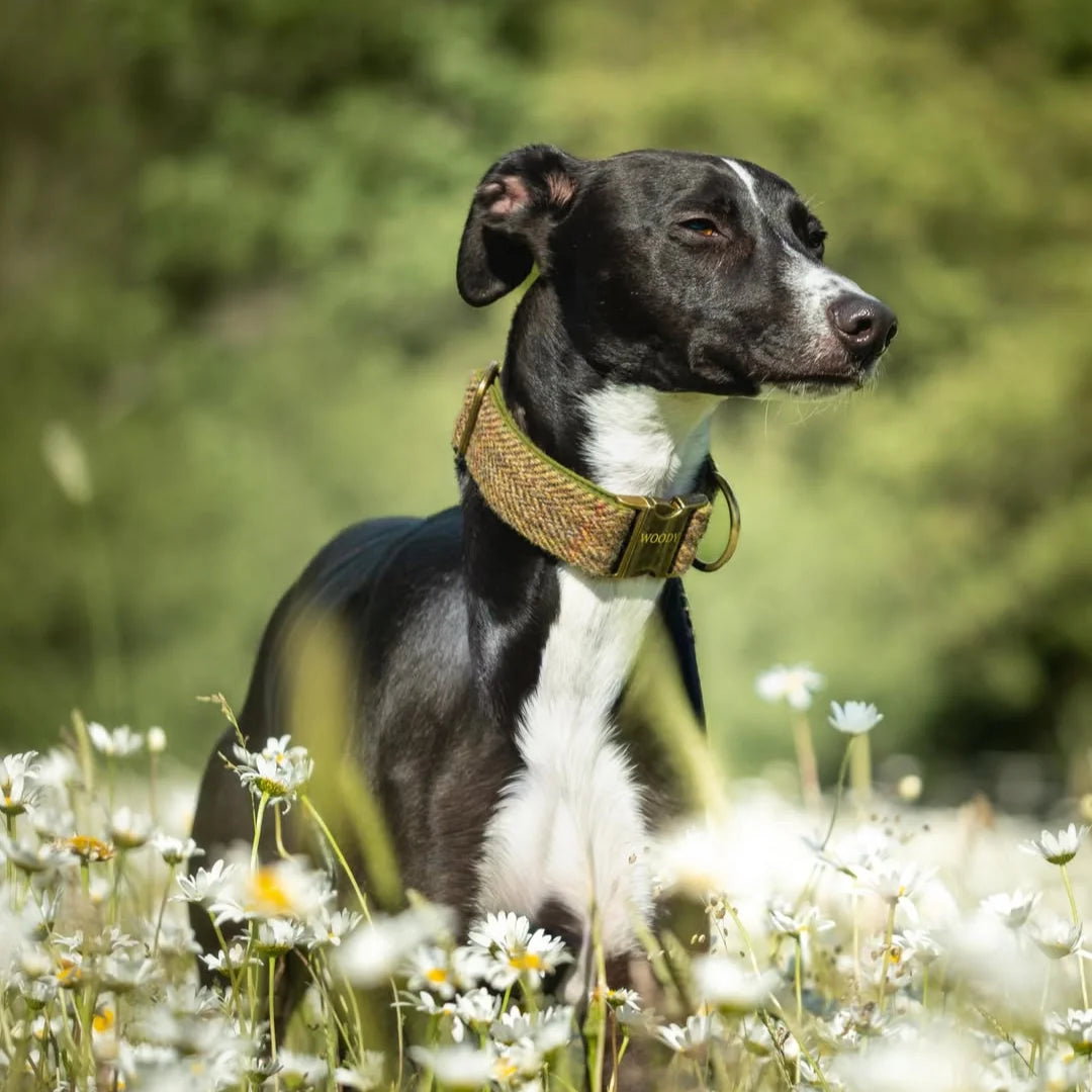 38mm Wide  Harris Tweed  Dog Collars for larger dogs - Collared Creatures