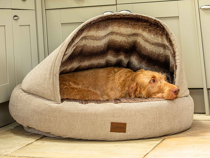 Wire-haired dog resting inside a beige Collared Creatures cocoon dog bed with structured hood and soft fleece lining