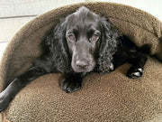 Black spaniel comfortably resting inside a Green Tweed dog cave bed with raised hood and soft interior fleece