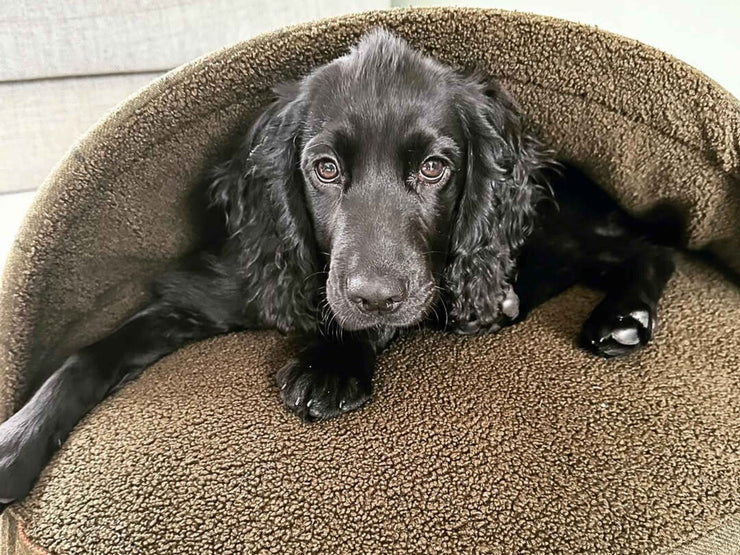 Black spaniel comfortably resting inside a Green Tweed dog cave bed with raised hood and soft interior fleece