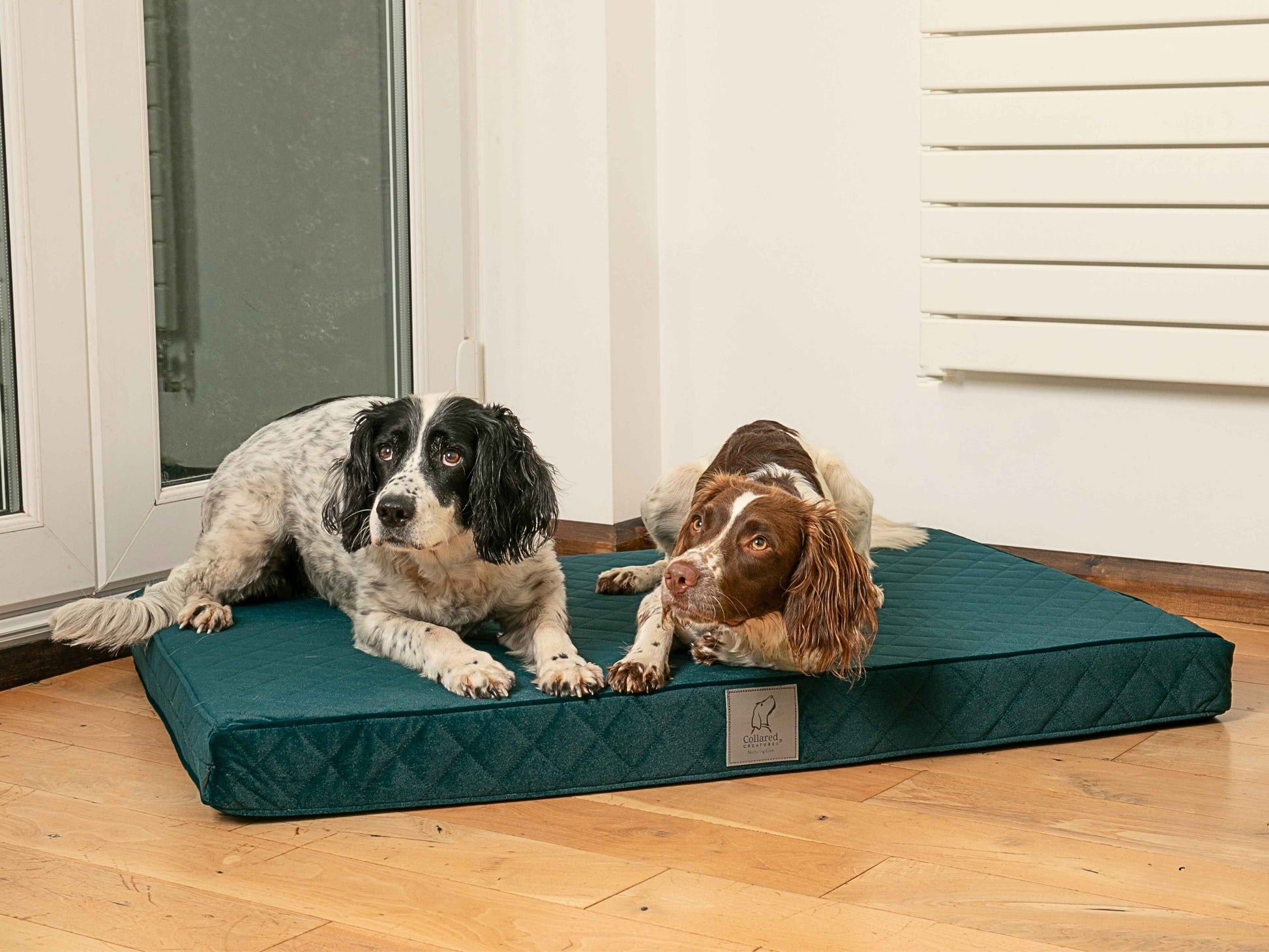 Two dogs laying side by side on the Teal Collared Creatures Dog Mattress Bed, made with plush velour and a deep supportive base.