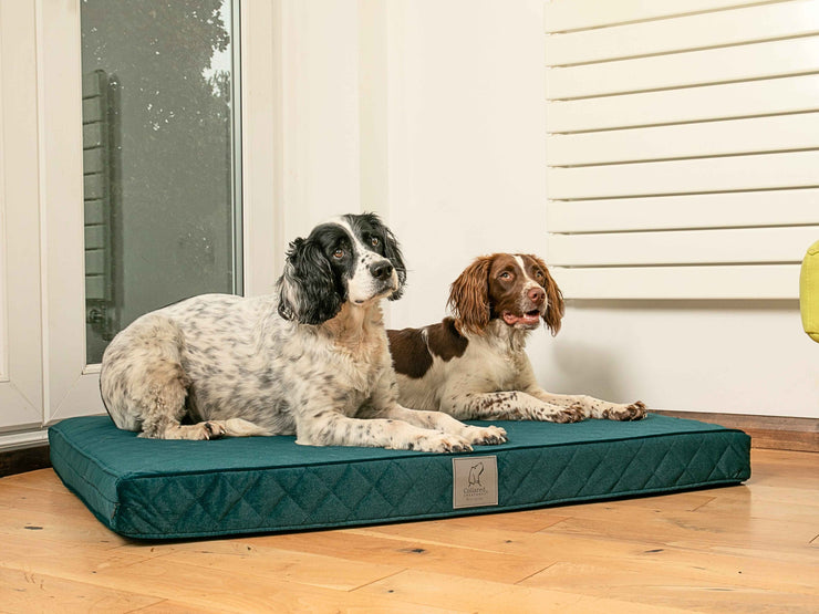Two spaniels relaxing on the Collared Creatures Teal Velour Luxury Dog Mattress Bed, designed for everyday comfort and support.