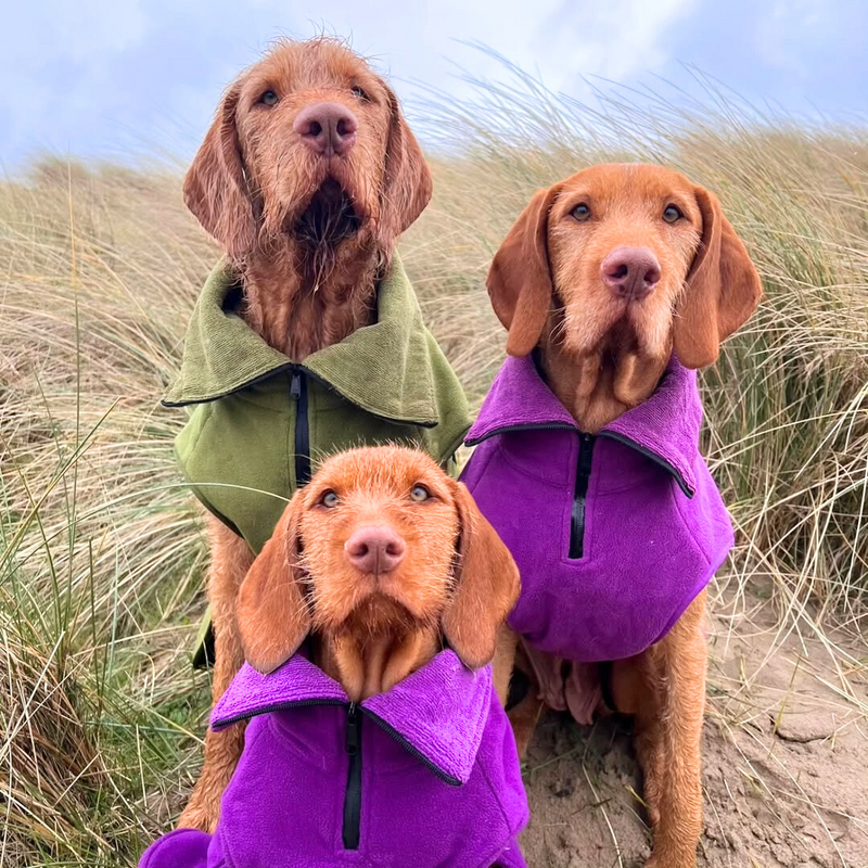 Three dogs wearing colorful drying jackets standing in sand dunes.