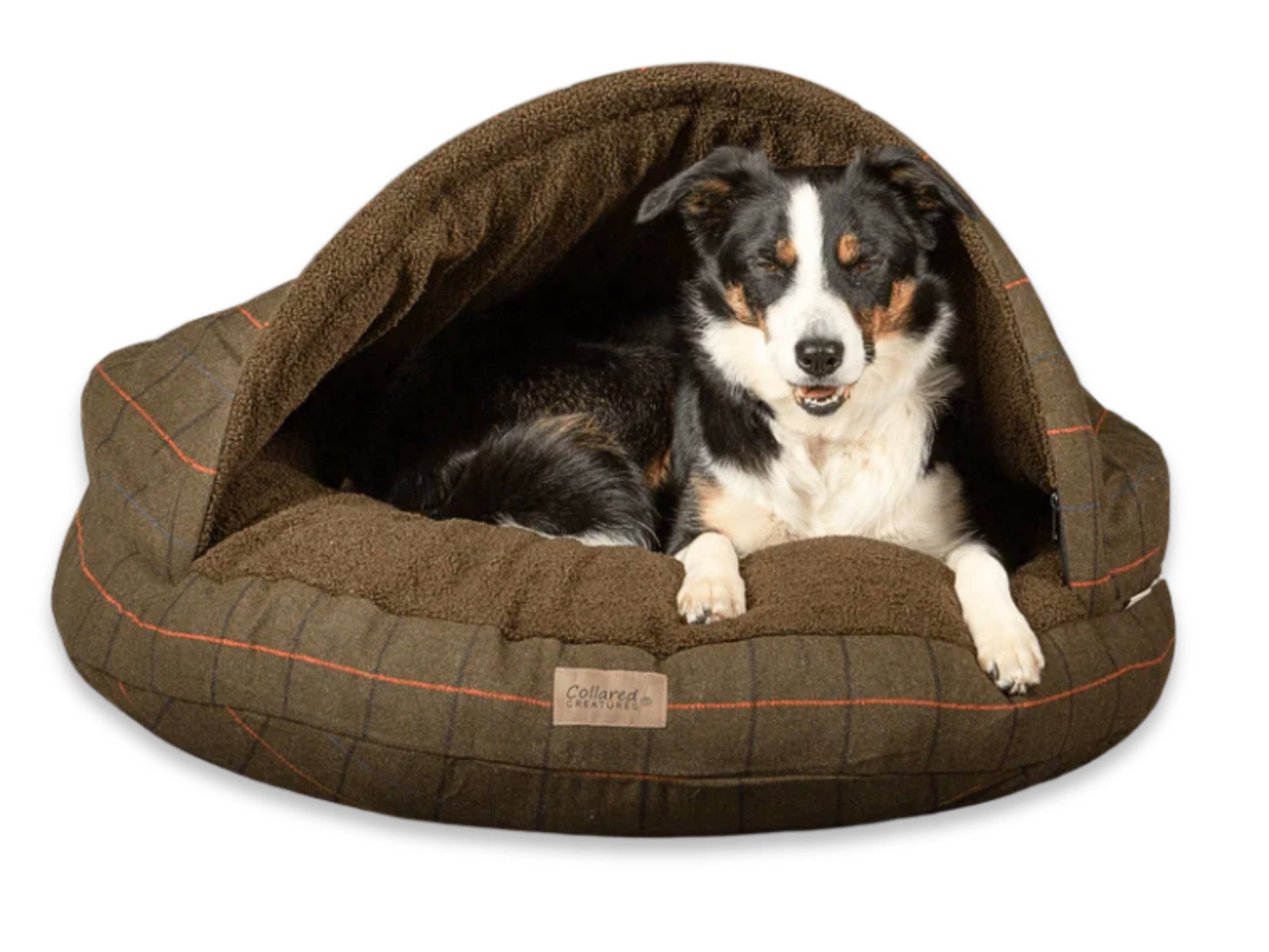 Black and white Collie resting in a Green Tweed Collared Creatures cave bed with rigid hood and cosy fleece lining