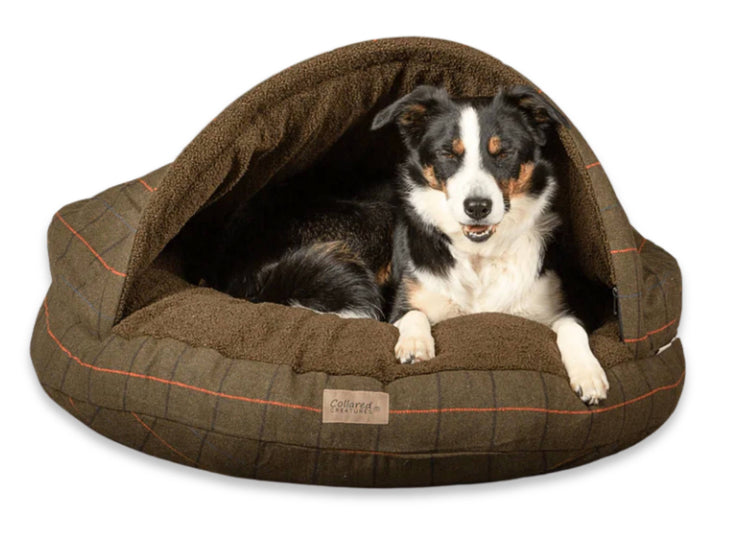 Black and white Collie resting in a Green Tweed Collared Creatures cave bed with rigid hood and cosy fleece lining